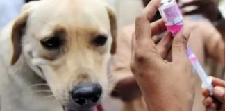 سجلت 16 حالة في أريانة فقط : وزارة الصحة تحذر من داء الكلب