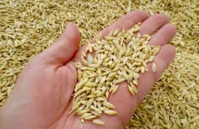 القطب القضائي المالي يأذن بفتح تحقيق بخصوص مذكرة داخلية تطلب من المسؤولين قبول مادة الشعير « المسوس » في ديوان الحبوب