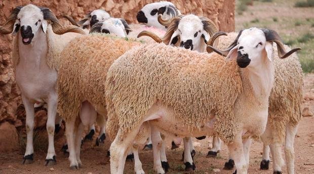 بمناسبة عيد الأضحى: شركة اللحوم تتخذ جملة من الاجراءات