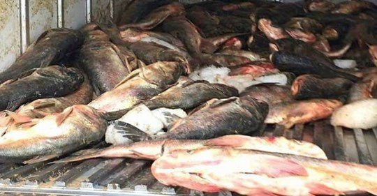 جندوبة: حجز 900 كلغ من الأسماك غير صالحة للاستهلاك